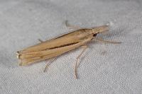 Ancylolomia