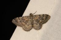 Cataclysme dissimilata