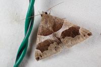 Dysgonia algira