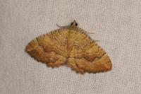 Camptogramma bilineata