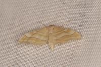 Idaea rainerii