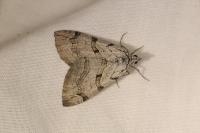 Aplocera corsalta