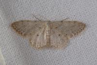 Idaea alyssumata/typicata