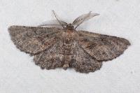 Nychiodes notarioi