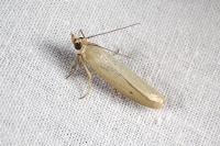 Selagia argyrella