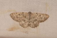 Charissa onustaria serraria