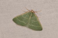 Microloxia herbaria