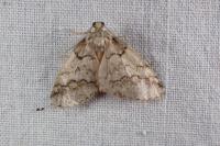 Tephronia lhommaria