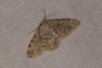 Scopula alba milleri