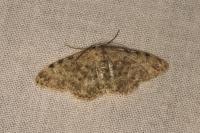 Scopula alba milleri