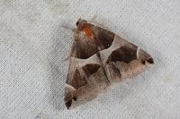 Dysgonia algira