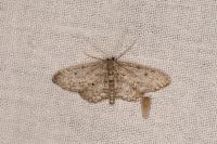 Idaea obliquaria