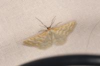 Idaea sericeata