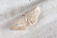 Idaea elongaria