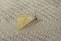 Eublemma ostrina