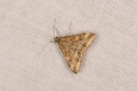Pyrausta despicata