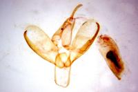 Indalia uniola