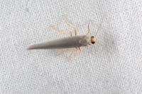 Indalia uniola