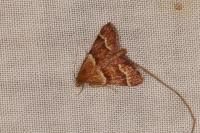 Stemmatophora combustalis