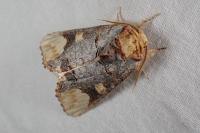 Phalera bucephaloides