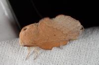 Phyllodesma