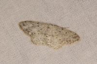 Idaea seriata