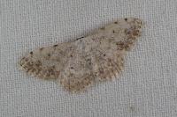 Scopula submutata roseonitens