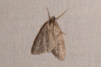 Pachycnemia hippocastanaria sardocorsica