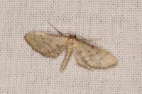 Idaea infirmaria