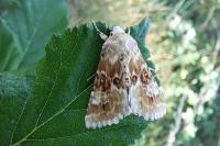 Eremobia ochroleuca