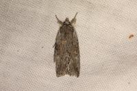 Bryophila raptricula