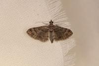 Gymnoscelis rufifasciata