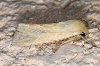 Mythimna straminea