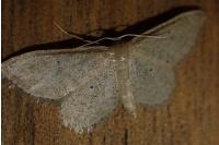 Idaea sylvestraria