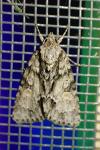 Acronicta strigosa