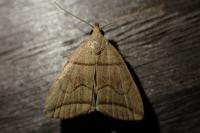 Herminia grisealis