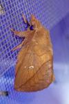 Euthrix potatoria