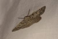Pseudoterpna corsicaria