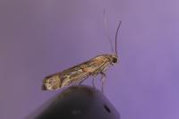 Asalebria florella