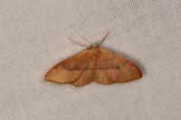 Idaea degeneraria