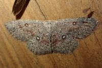Cyclophora pendularia