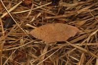 Cyclophora puppillaria