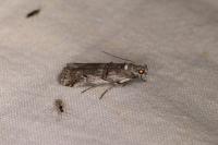 Pempelia palumbella