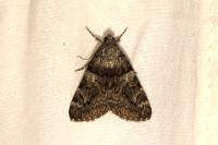 Catocala nymphagoga