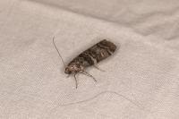 Dioryctria