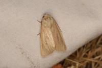 Mythimna sicula