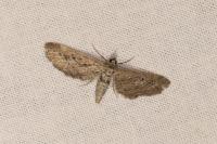 Eupithecia scopariata