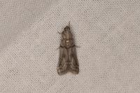 Acrobasis