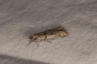 Acrobasis