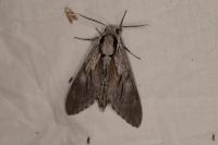 Hyloicus corsica